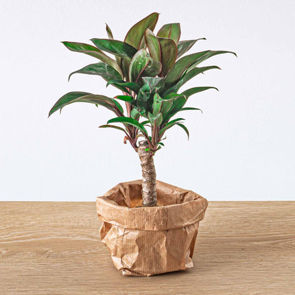 Plant terrarium set - Jungle Boost - 6 plants - Palm - Calathea Lancifolia - Coffea Arabica - Fern - Red & White Fittonia