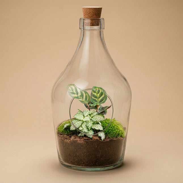 Offenes terrarium Joss – Calathea & Fittonia White Tiger ↑ 30 cm