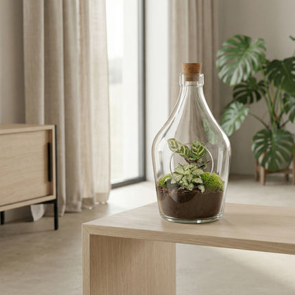 Offenes terrarium Joss – Calathea & Fittonia White Tiger ↑ 30 cm