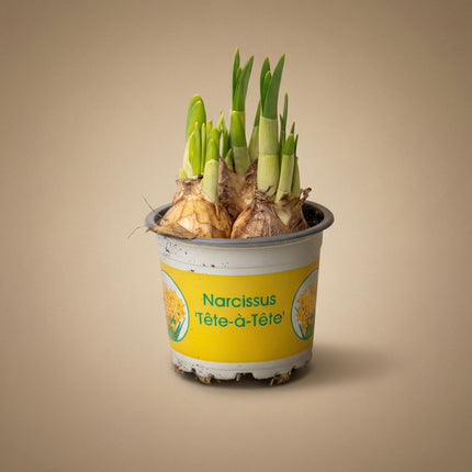Narcissus 'Tête-à-Tête' - Potsize 9 - ↑ 15-20 cm