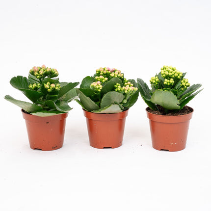 Kalanchoë - Potsize 7 - ↑ 15 cm