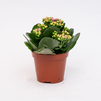 Kalanchoë - Potsize 7 - ↑ 15 cm