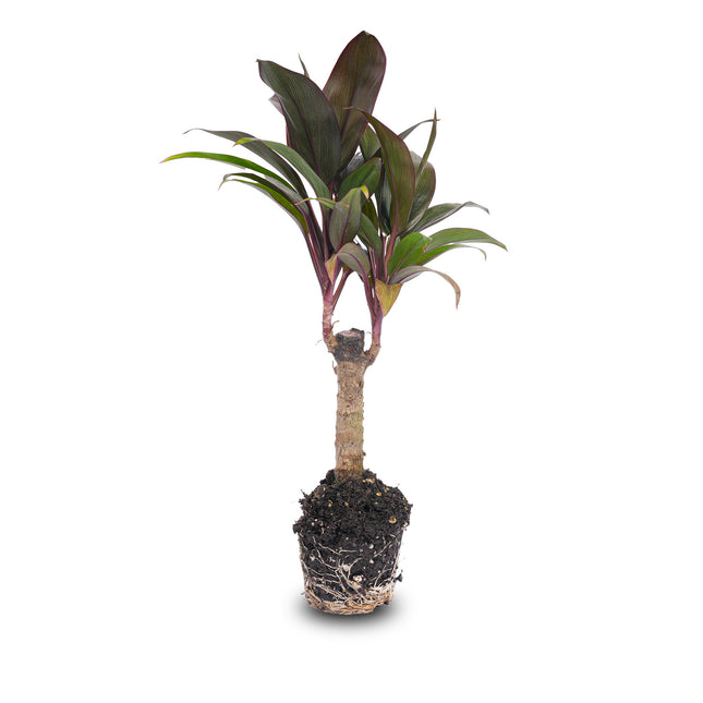 Mini-palm - Cordyline fruticosa 'Purple Compacta' - Terrarienpflanze