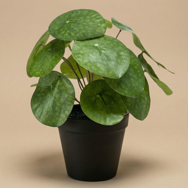 Pilea Busch 25 cm im schwarzen Topf - Künstliche Pflanze
