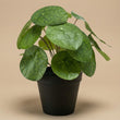 Pilea Busch 25 cm im schwarzen Topf - Künstliche Pflanze