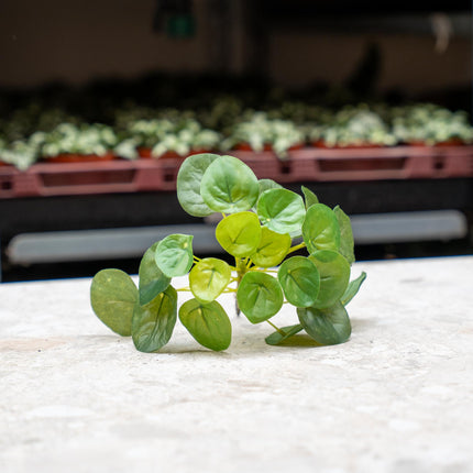 Pilea Mini Bush - Kunstpflanze - ↑ 15 cm