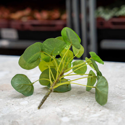 Pilea Mini Bush - Kunstpflanze - ↑ 15 cm