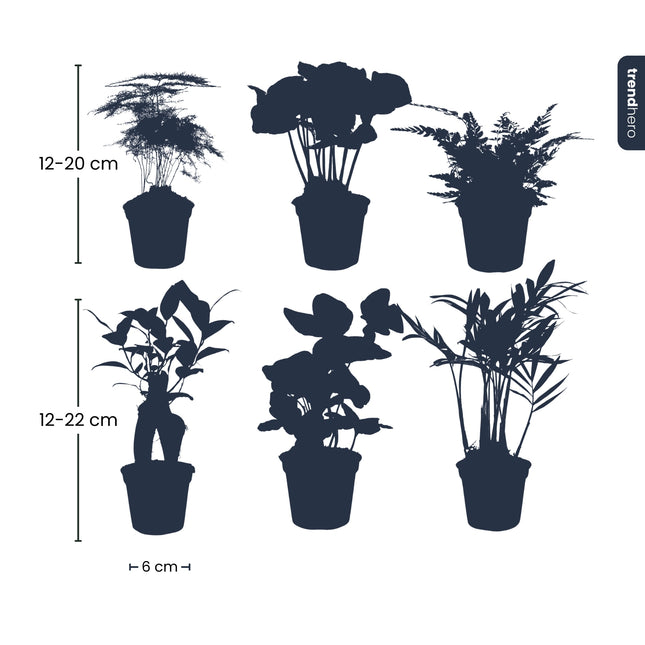 Pflanzenset – 6 grüne Pflanzen – Baby- und Terrarienpflanzen
