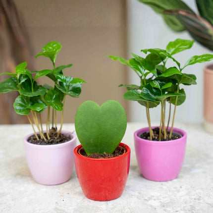 Pflanzen set von 3 mit mini topf - Love - Hoya Kerrii - rosa/rot - Ø 6 cm