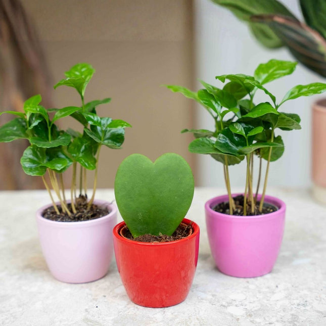 Pflanzen set von 3 mit mini topf - Love - Coffea Arabica - rosa/rot - Ø 6 cm
