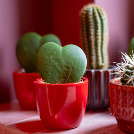 Pflanzen set von 3 mit mini topf - Love - Hoya Kerrii - rosa/rot - Ø 6 cm