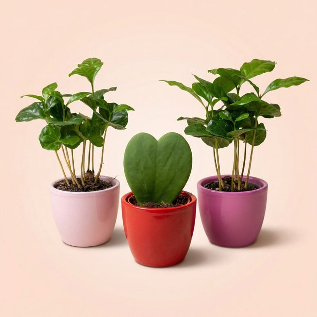 Pflanzen set von 3 mit mini topf - Love - Coffea Arabica - rosa/rot - Ø 6 cm