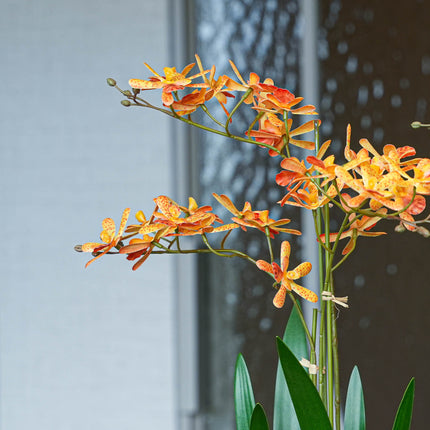 Renantera Orchid yellow/orange 2 pcs - Bundle product - Artificial plants