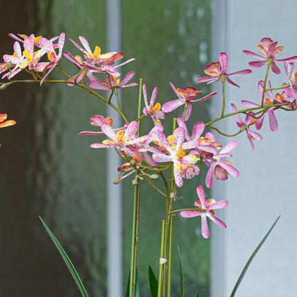 Renanthera Orchidee rosa 2er-Set - Bündelprodukt - Kunstpflanzen
