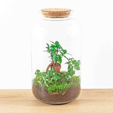 Kit DIY Terrarium • Bonsaï Drop XL Ficus Ginseng • Écosystème avec plantes • ↑ 37 cm