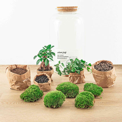 Kit DIY Terrarium • Bonsaï Drop XL Ficus Ginseng • Écosystème avec plantes • ↑ 37 cm