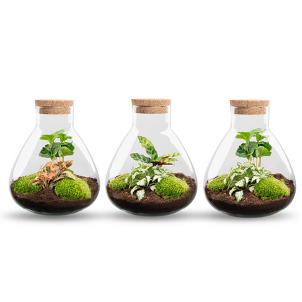Sammie - Flaschengarten - DIY Terrarium mit Pflanzen im Glas - Ø 22,5 cm ↑ 27 cm