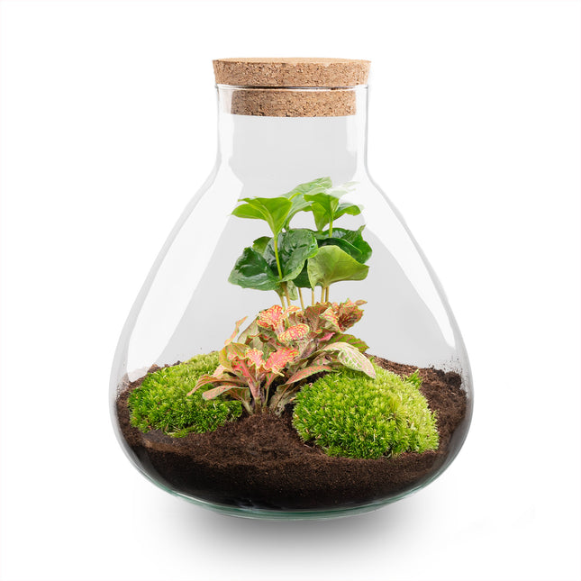 Sammie Coffea Ruby Lime - Flaschengarten - DIY Terrarium mit Pflanzen im Glas - Ø 22,5 cm ↑ 27 cm
