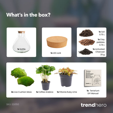 Sammie - Flaschengarten - DIY Terrarium mit Pflanzen im Glas - Ø 22,5 cm ↑ 27 cm