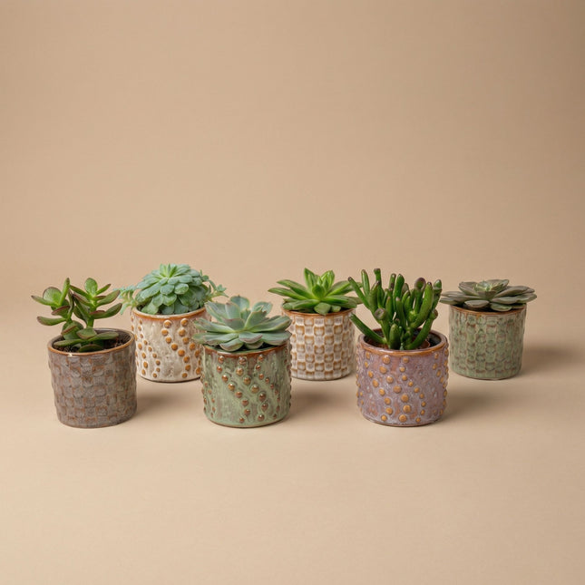 Succulents Set of 6 in Ceramic Mini Pot Madrid - ↑ 8–12 cm