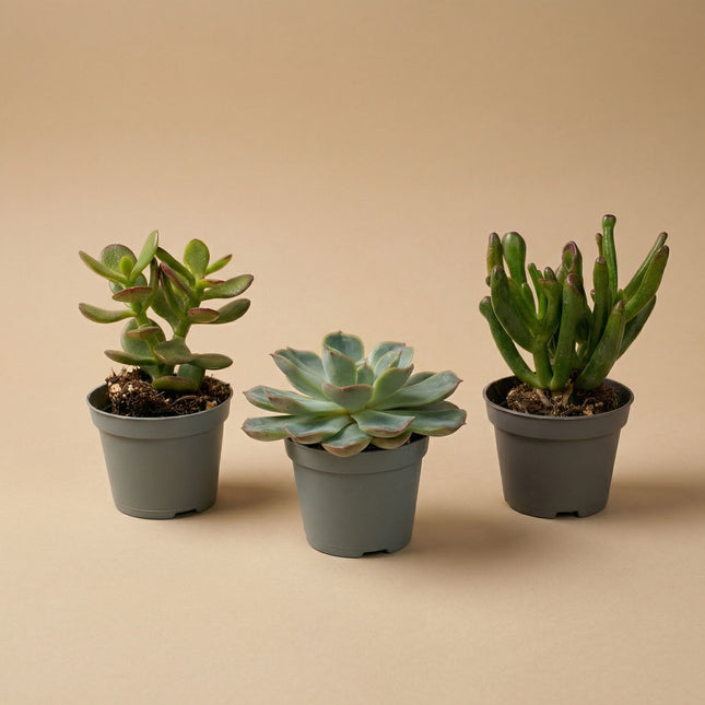 Set of 3 -  Succulent Mix Set - Assorted Succulents in 6 cm Pots (8–12 cm high)