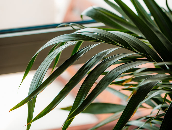 house plant with dark green and light green leaves Houseplants