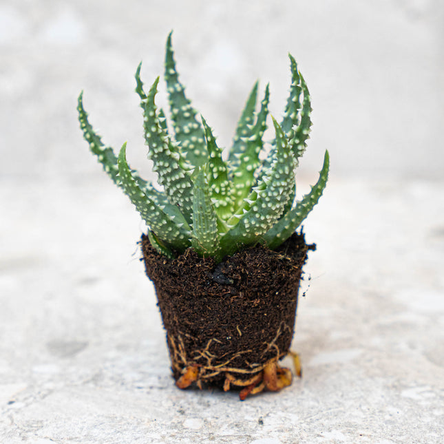 Aloe Humilis – Topfgröße 5,5 cm