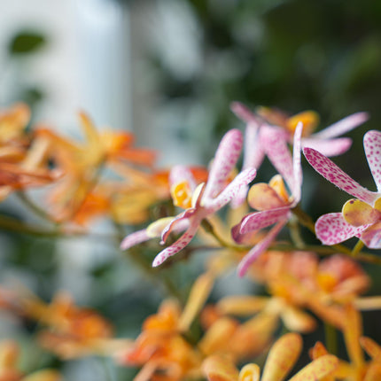 Renanthera orchideen mix - 2 Stück - Kunstpflanzen - Bundle-Set