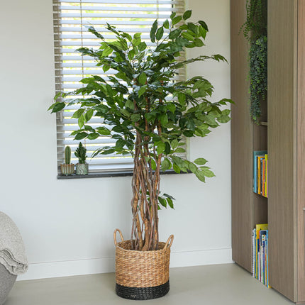 Ficus Liana Tree 140cm - Artificial Plant