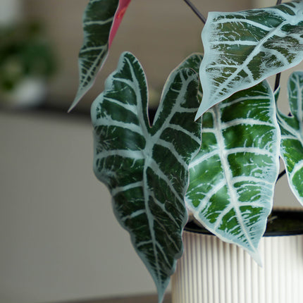 Alocasia bush in pot 40 cm - Artificial plant