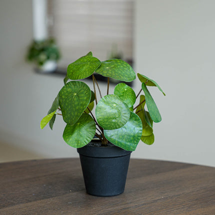 Pilea Busch 25 cm im schwarzen Topf - Künstliche Pflanze