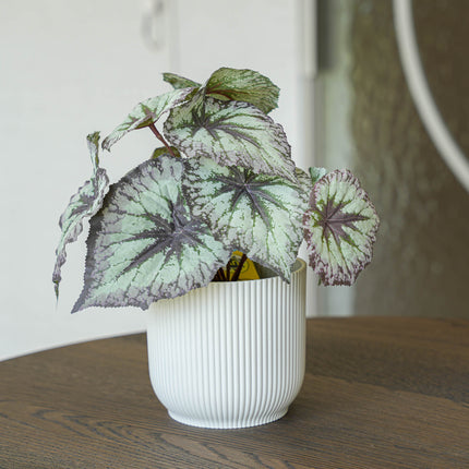 Begonia 26 cm - Potted - Grey Purple leaves - Artificial plant - UV - Indoor & Outdoor