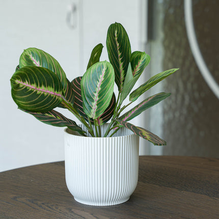 Maranta bush in pot - Artificial plant - 30 cm