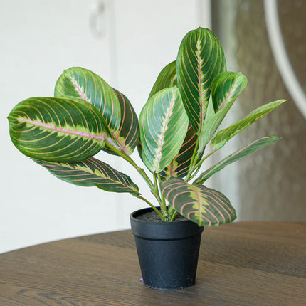 Maranta bush in pot - Artificial plant - 30 cm