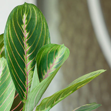 Maranta bush in pot - Artificial plant - 30 cm