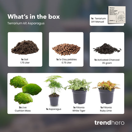 Asparagus - DIY Flaschengarten Starter- & Nachfüllset mit 3 Terrarienpflanzen