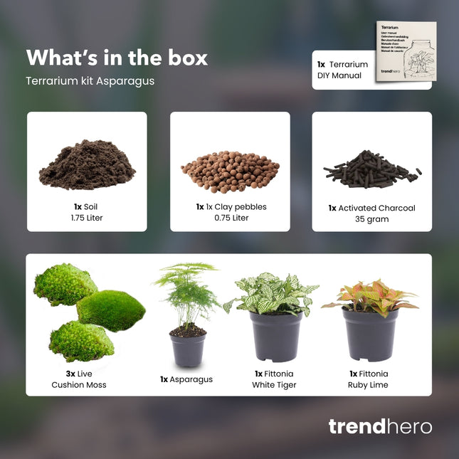 Asparagus - DIY Flaschengarten Starter- & Nachfüllset mit 3 Terrarienpflanzen