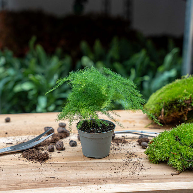 Asparagus Pflanze - Topfgröße 6 cm - 15-20 cm hoch
