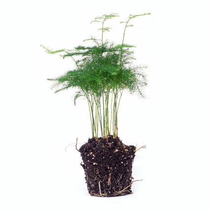 Asparagus - Taille du pot 6 cm - Hauteur 15-20 cm