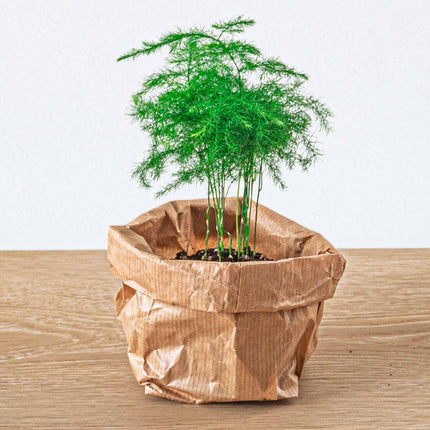 Pflanzen Paket Ficus Ginseng - 5 Pflanzen - Bonsai