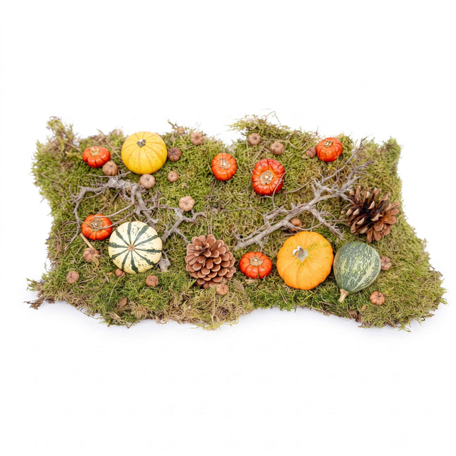Autumn deco kit 4 real Pumpkins Ø 6 cm + moss wood cones