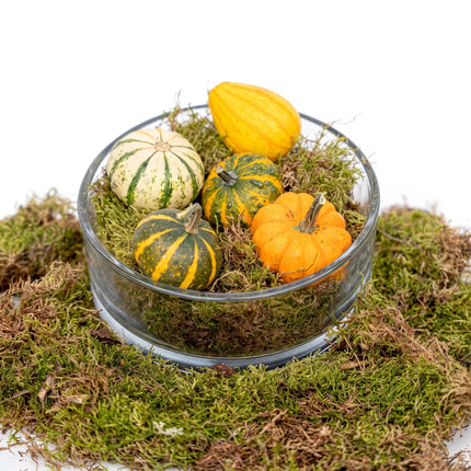 Autumn bowl Pumpkin Medium - Glass with 5 real pumpkins, moss