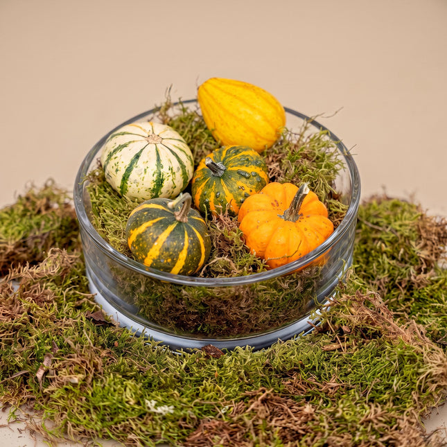 Autumn bowl Pumpkin Medium - Glass with 5 real pumpkins, moss