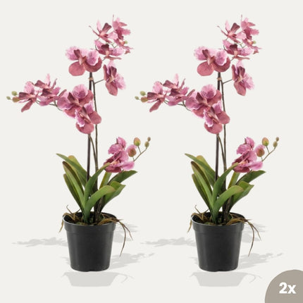 Orchidee Vanda rosa 2er-Set - Bündelprodukt - Kunstpflanzen

