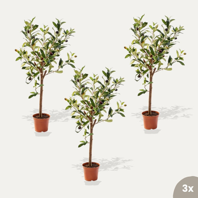 Olive mini 3pcs - Bundle product - Artificial plants