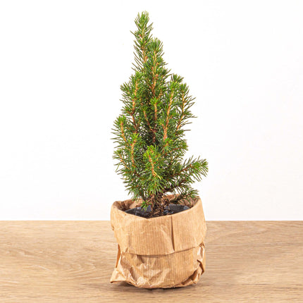 Mini-Weihnachtsbaum - ↑15-20 cm - Ø 6 cm Picea Glauca Perfect