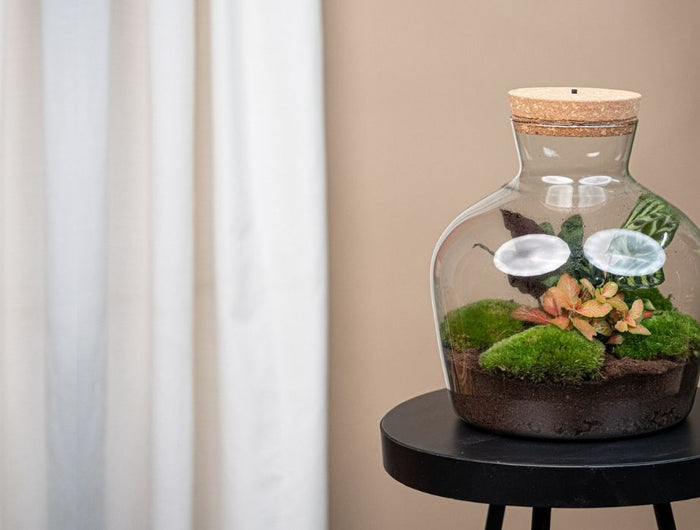 Discover plant terrariums