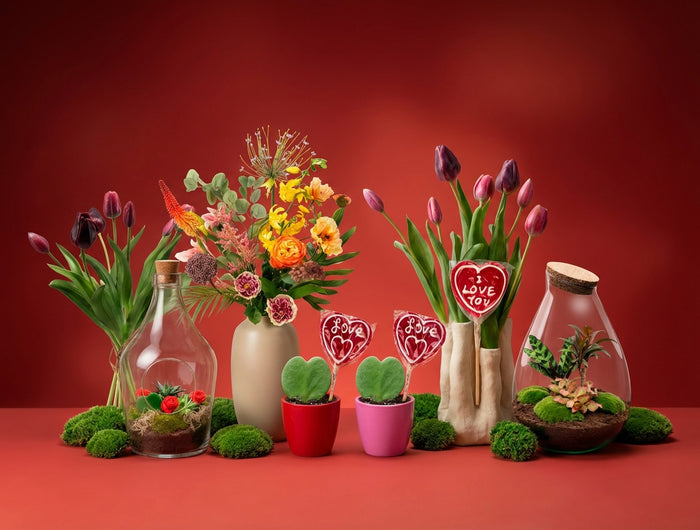 Valentine's Collection