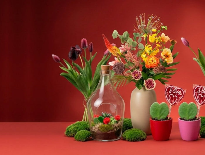 Valentine's Collection