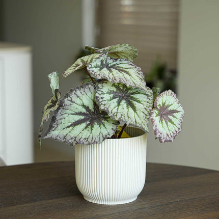 Begonia 26 cm - Potted - Artificial plant - UV - Indoor & Outdoor